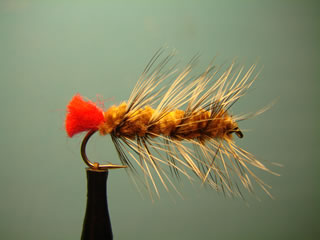 Brown Woolly Worm (10)